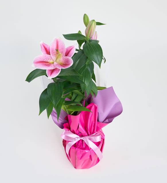 Lila Pembe Buketli Beyaz Polimer Saksıda Pembe Lilyum